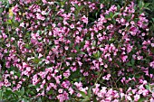 WEIGELA FLORIDA FOLIIS PURPUREIS, (AGM), (SYN. WEIGELA FLORIDA PURPUREA)