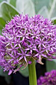 ALLIUM GLOBEMASTER