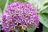 ALLIUM GLOBEMASTER