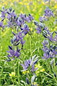 CAMASSIA ESCULENTA (QUAMASH) WITH RHINANTHUS MINOR