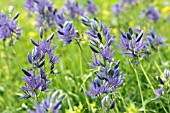 CAMASSIA ESCULENTA (QUAMASH) WITH RHINANTHUS MINOR