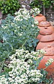 CRAMBE MARITIMA