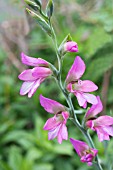 GLADIOLUS ITALICUS