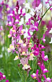 LINARIA MAROCANA NORTHERN LIGHTS