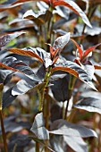 LYSIMACHIA CILIATA FIRECRACKER