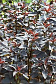 LYSIMACHIA CILIATA FIRECRACKER