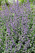 NEPETA SIX HILLS GIANT