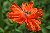 PAPAVER LATERITIUM FIREBALL