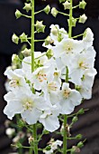 VERBASCUM FLUSH OF WHITE