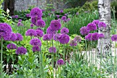 ALLIUM PURPLE SENSATION