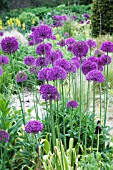 ALLIUM PURPLE SENSATION