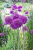 ALLIUM PURPLE SENSATION