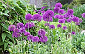 ALLIUM PURPLE SENSATION