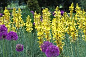 ASPHODELINE LUTEA & ALLIUM PURPLE SENSATION