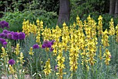 ASPHODELINE LUTEA & ALLIUM PURPLE SENSATION