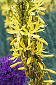 ASPHODELINE LUTEA