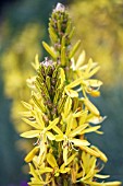 ASPHODELINE LUTEA