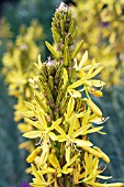 ASPHODELINE LUTEA