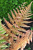 DRYOPTERIS ERYTHROSA