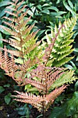 DRYOPTERIS ERYTHROSA