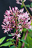 FUCHSIA ARBORESCENS