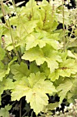 HEUCHERELLA GOLD STRIKE