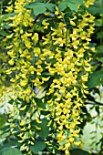 LABURNUM VOSSII