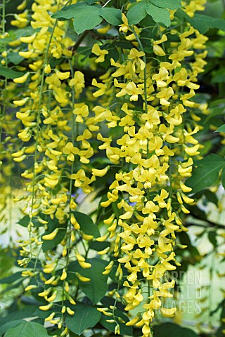 LABURNUM_VOSSII