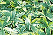ASTRANTIA SUNNINGDALE VARIEGATED