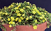 LYSIMACHIA JAPONICA VAR MINUTISSIMA