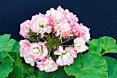 PELARGONIUM APPLE BLOSSOM ROSEBUD