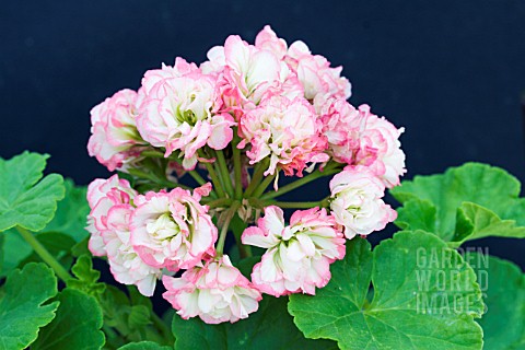 PELARGONIUM_APPLE_BLOSSOM_ROSEBUD