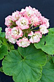 PELARGONIUM APPLE BLOSSOM ROSEBUD