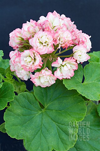 PELARGONIUM_APPLE_BLOSSOM_ROSEBUD