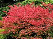 EUONYMUS ALATUS (SPINDLE TREE)