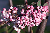 SORBUS HUPEHENSIS