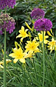 ALLIUM PURPLE SENSATION & HEMEROCALLIS LILIOASPHODELUS