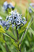 AMSONIA TABERNAEMONTANA