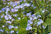 BRUNNERA MACROPHYLLA