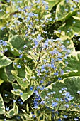 BRUNNERA MACROPHYLLA HADSPEN CREAM