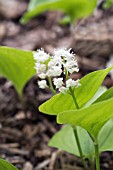 MAIANTHEMUM BIFLORUM