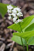 MAIANTHEMUM BIFLORUM