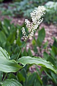 SMILACINA RACEMOSA