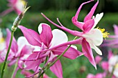 AQUILEGIA FRAGRANS LONG-SPURRED HYBRID