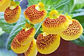 CALCEOLARIA X HYBRIDA SUNSET