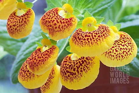 CALCEOLARIA_X_HYBRIDA_SUNSET