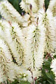 CALLISTEMON PALLIDUS