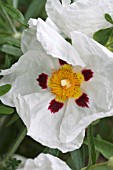 CISTUS X PURPUREUS ALAN FRADD