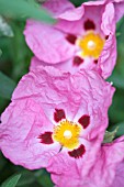 CISTUS X PURPUREUS