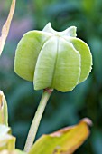 FRITILLARIA IMPERIALIS